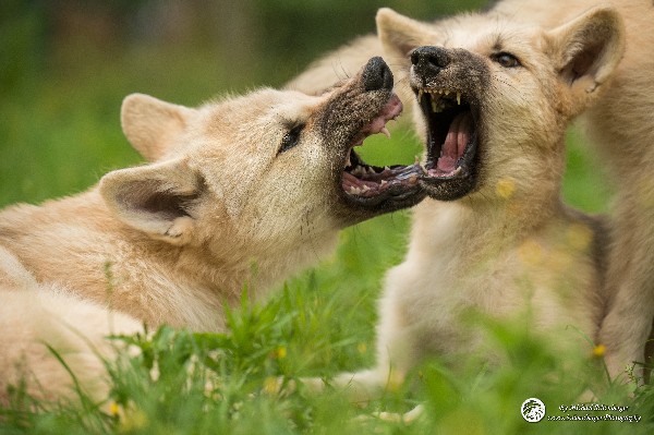 Polarwölfe Arctic wolves Anyu Nova Yuki